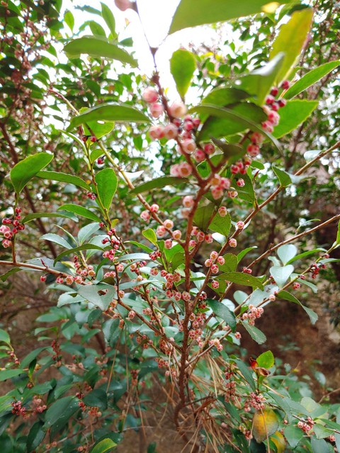 обои plant, prunus