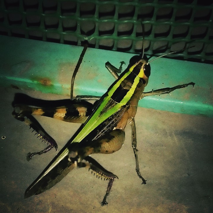 Insect