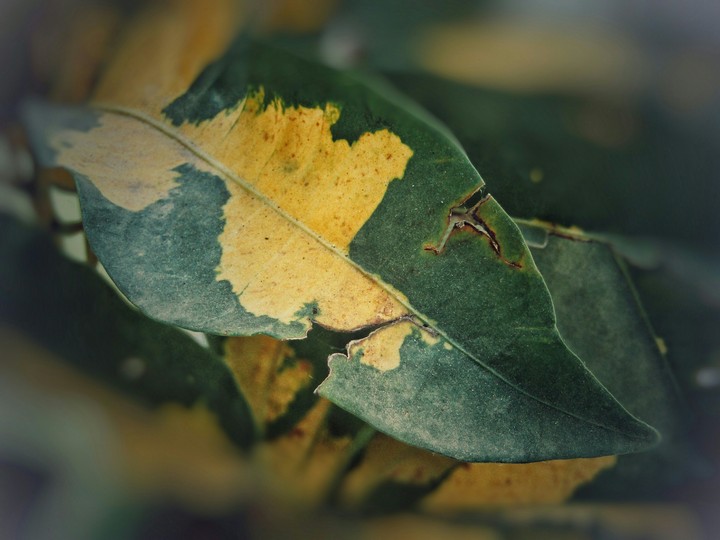 Leaf