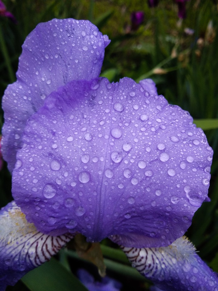 blue flowers