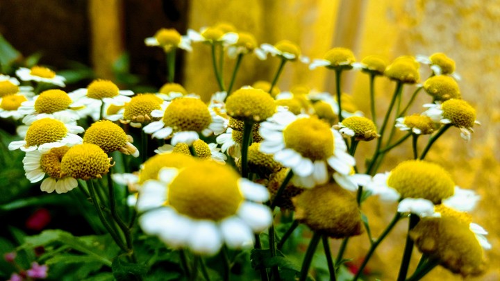 flores amarelas