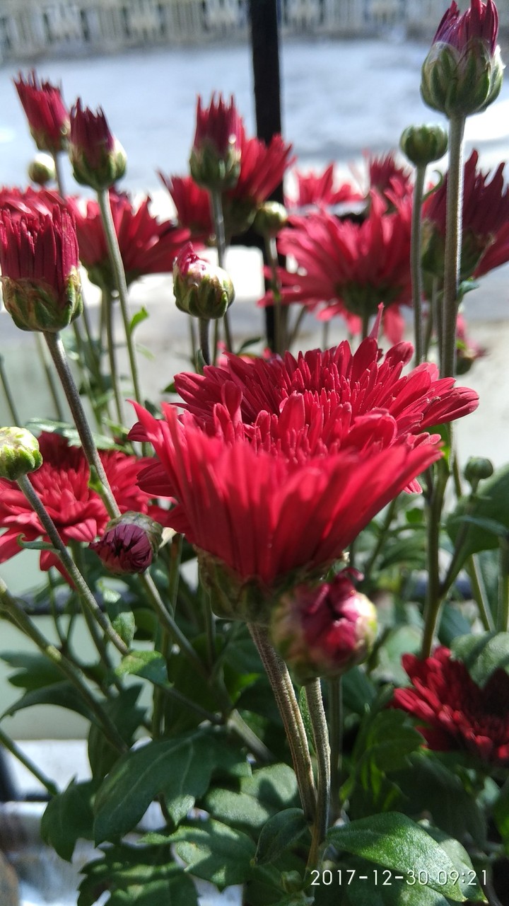 Marigold Red