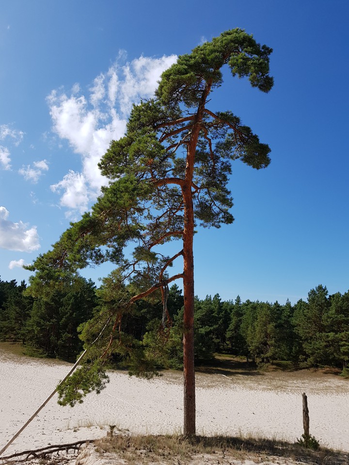 lato , drzewo,  plaża , łeba , las, natura