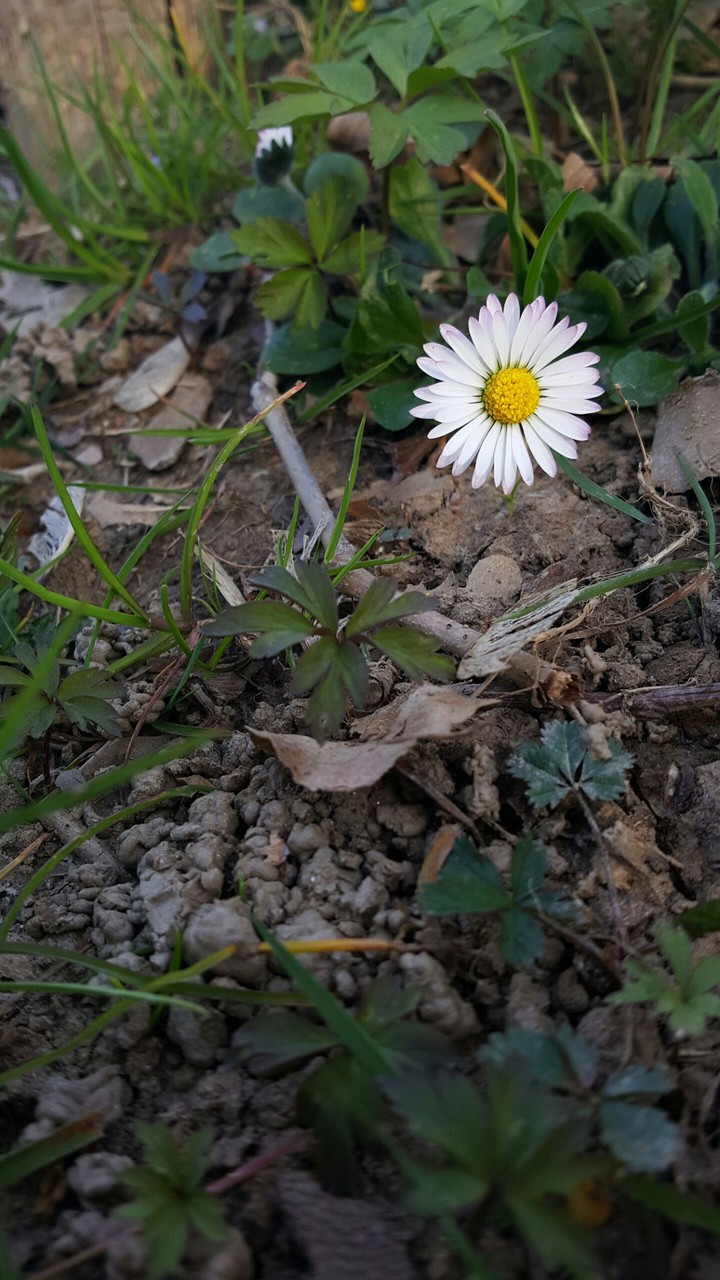 little signs of spring