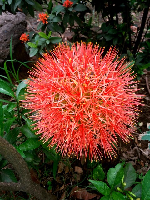 Flower