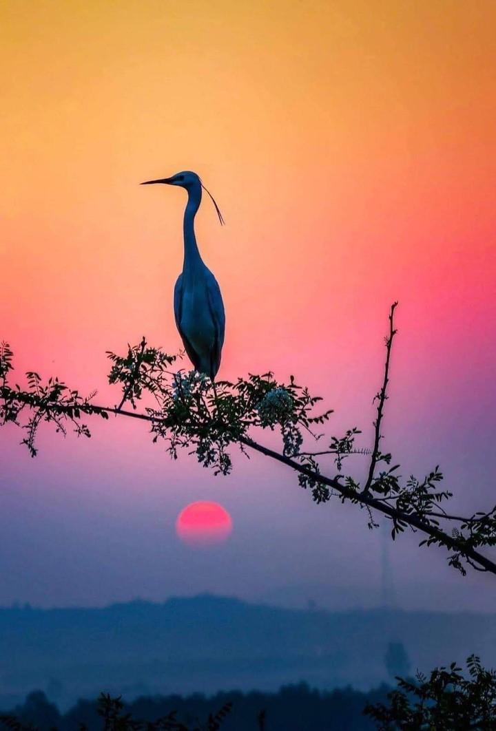 Gaviota