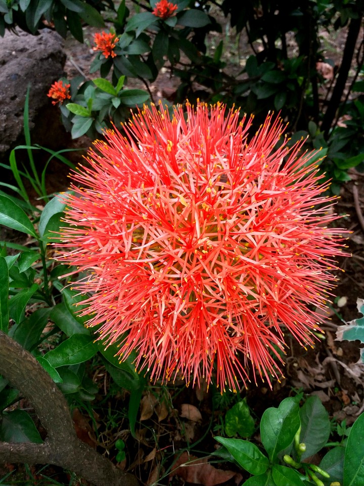 Flower