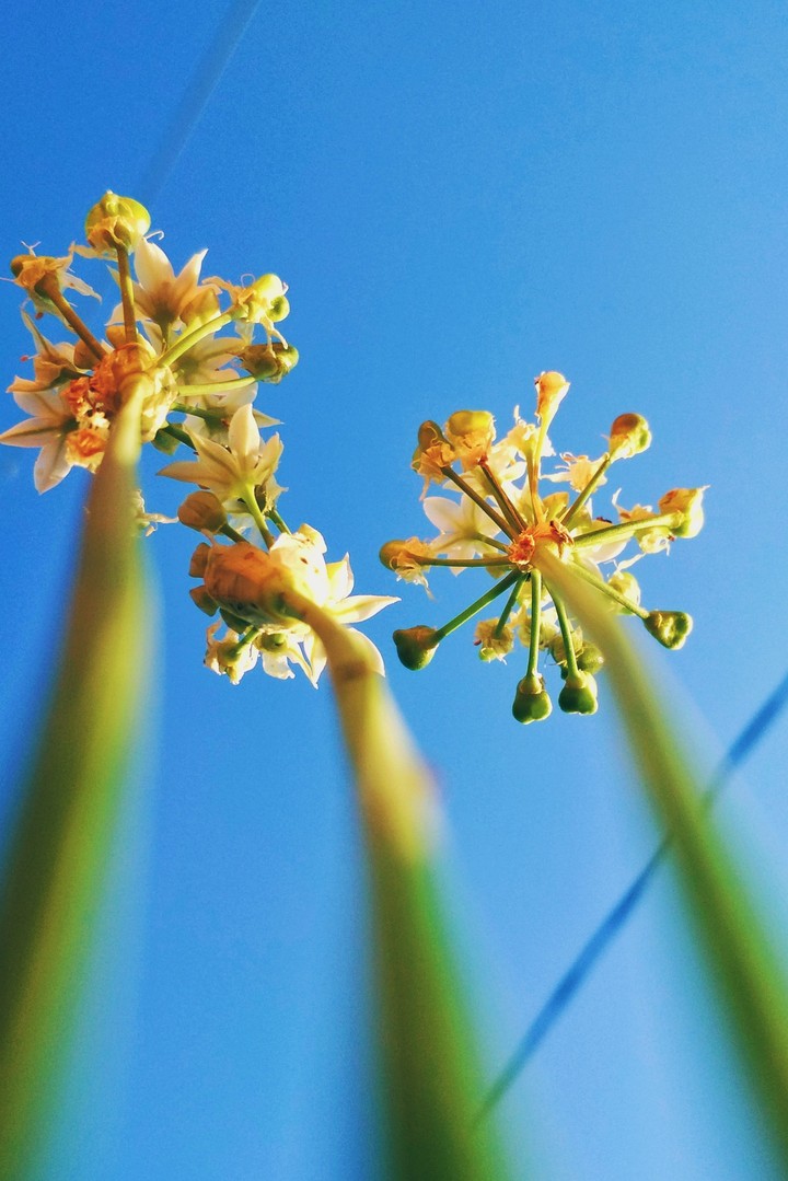Chives flowers