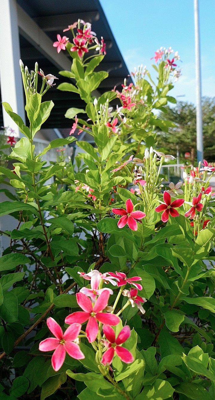 Bloom