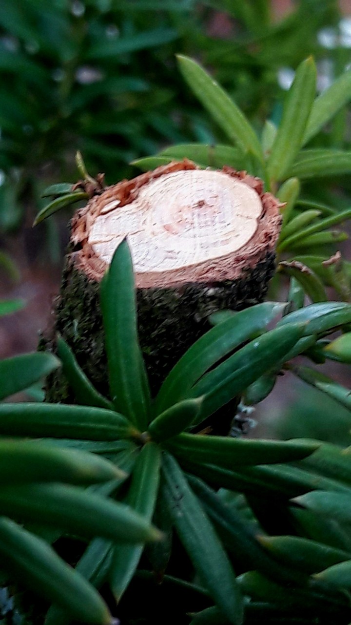 tree stump