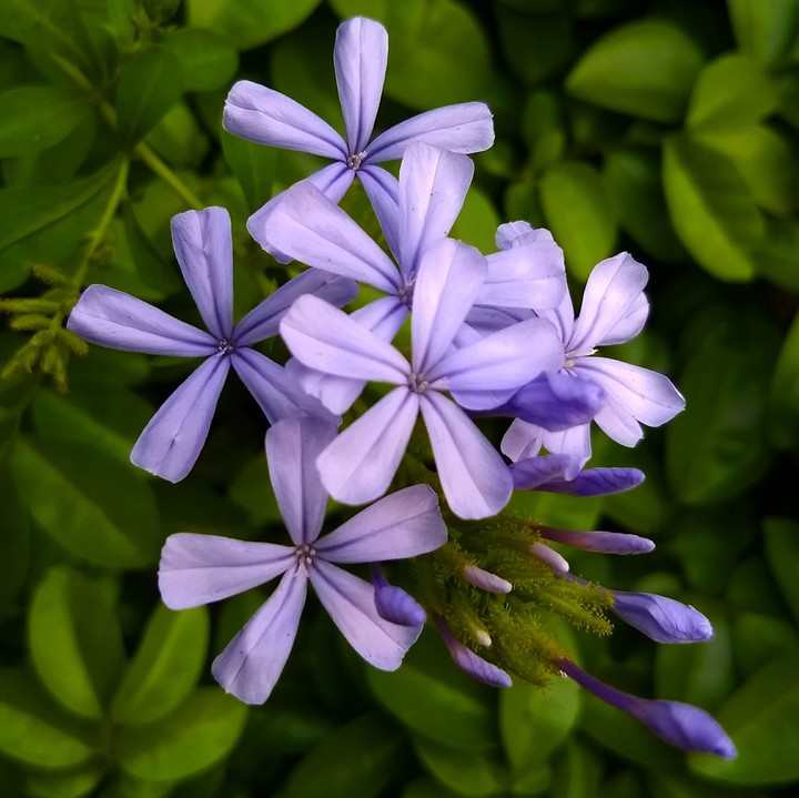 little purple flowers 