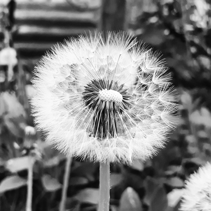 Dandelion