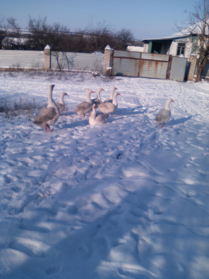 snow