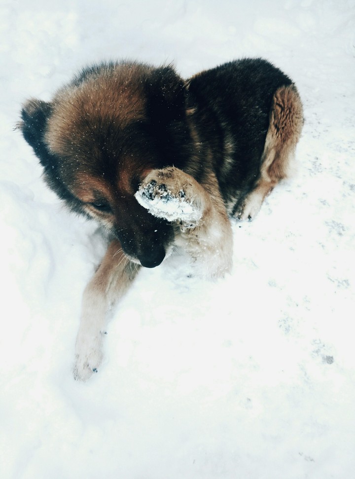 lovely dog ❤❤❤