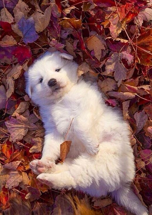 fall feels