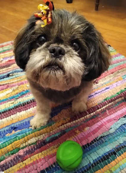 Muffins Love ❤️ is the best, and unconditional ?I love you