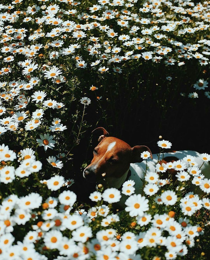 flower and dog