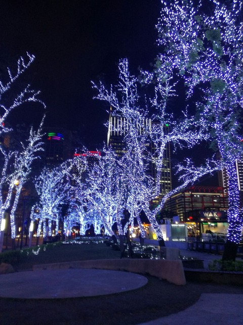Fairy lights and trees
