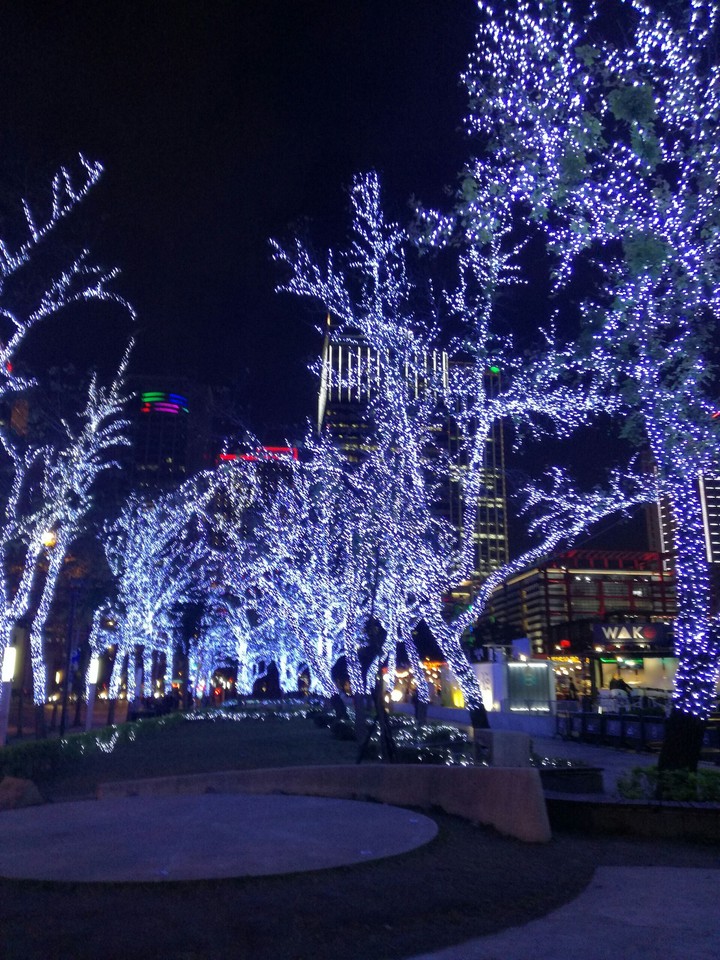 Fairy lights and trees