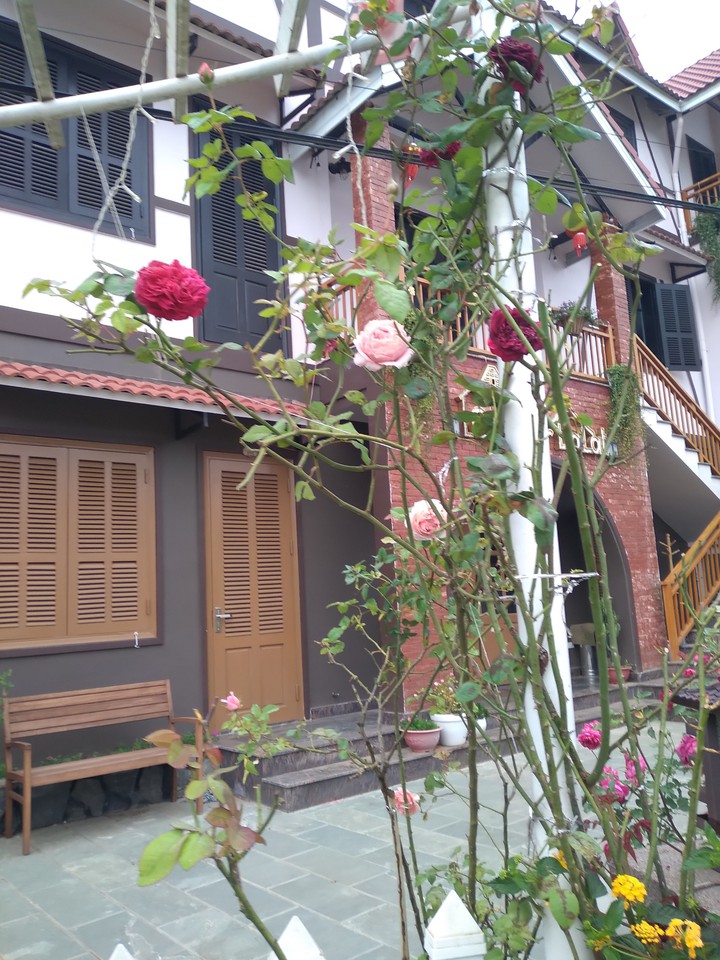 rose on street near house