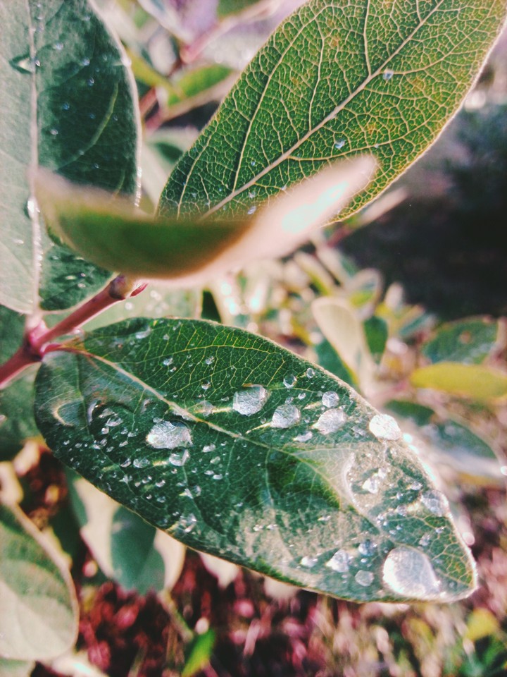 Leaves and Dew