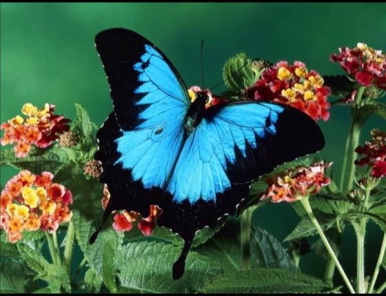 borboleta