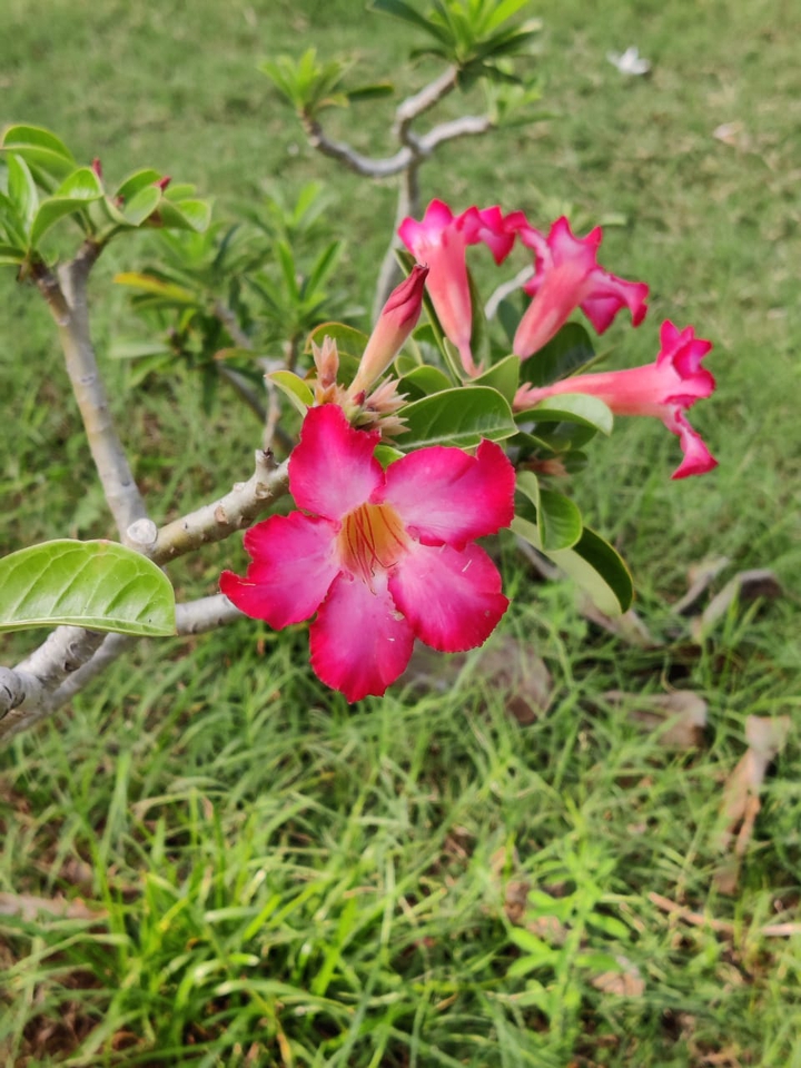 flowers