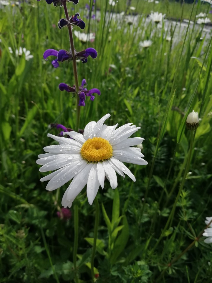 White&Yellow