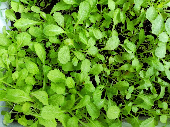 vegetable