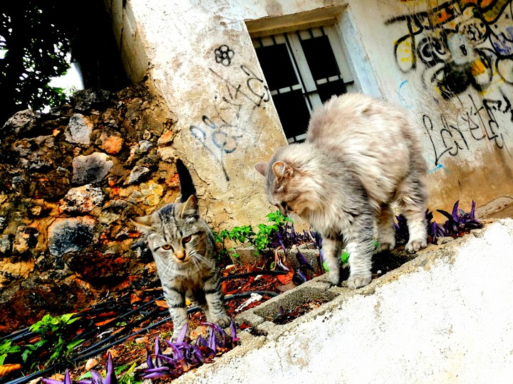 Cats