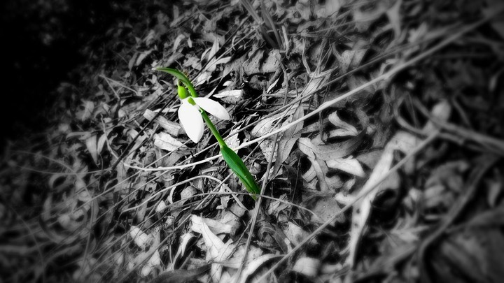 The first... Spring is close