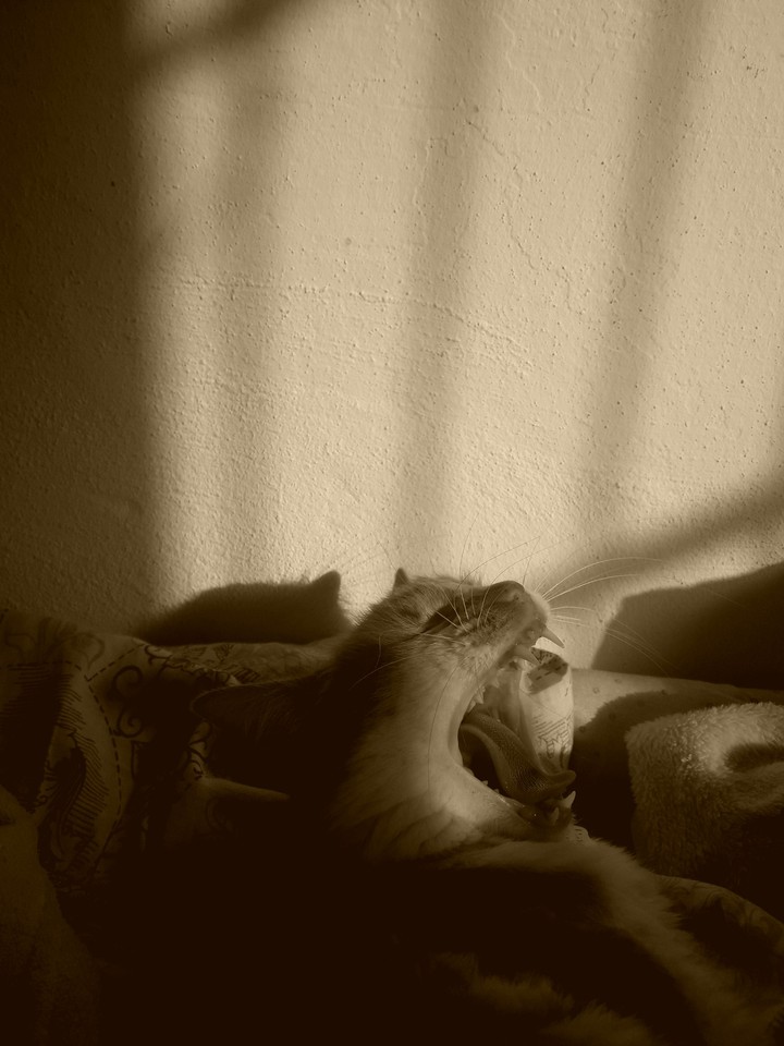 zari cat