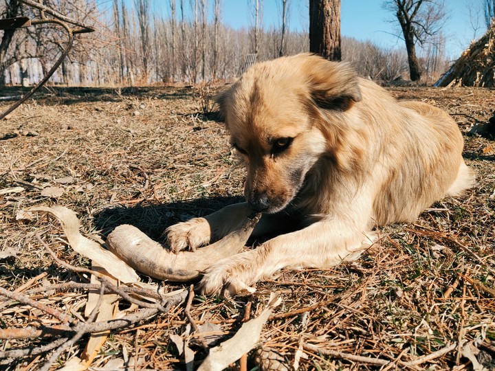 Dog and horn