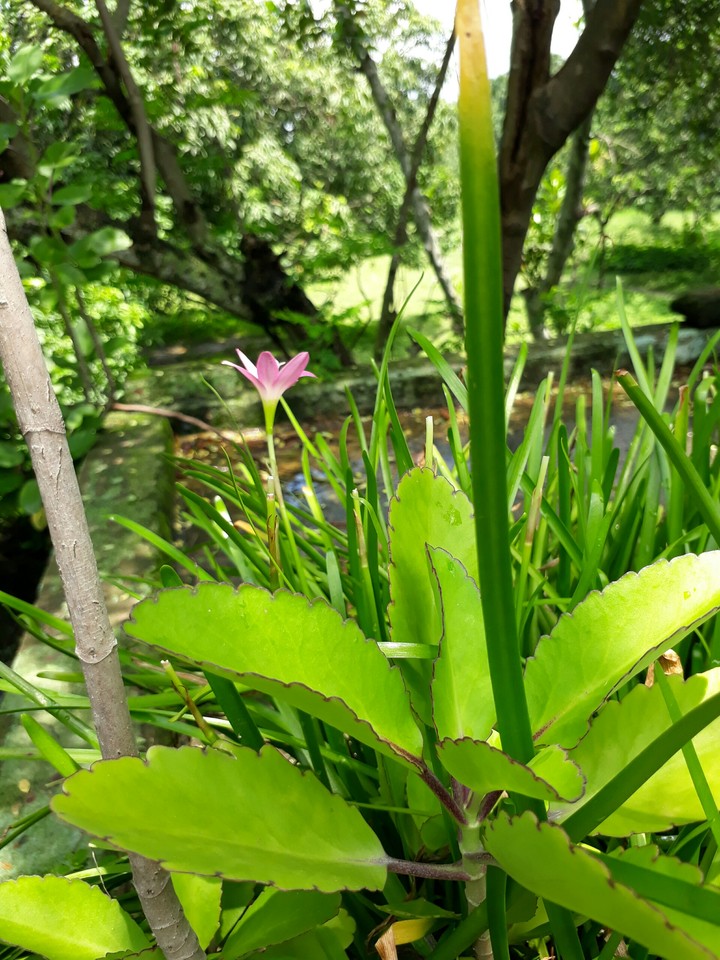 Lily within Shrubs