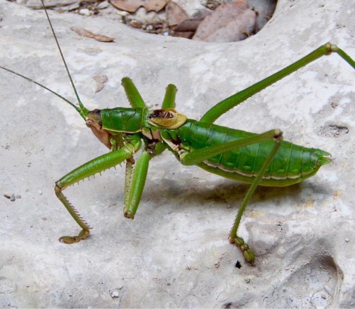 Grashopper
