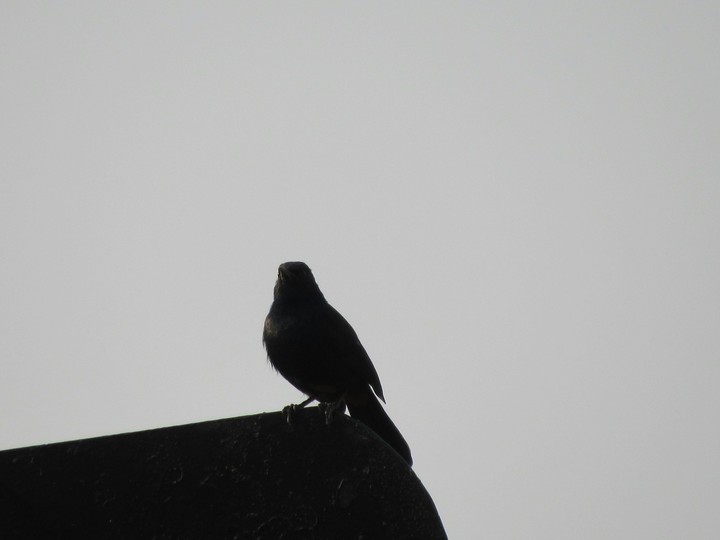 bird wallpaper
