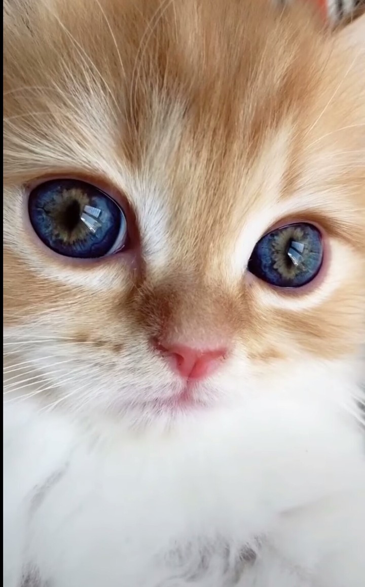 meow