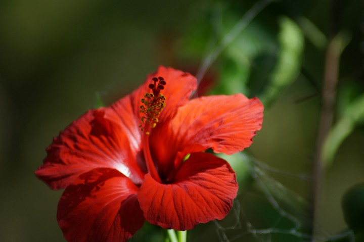 Flower