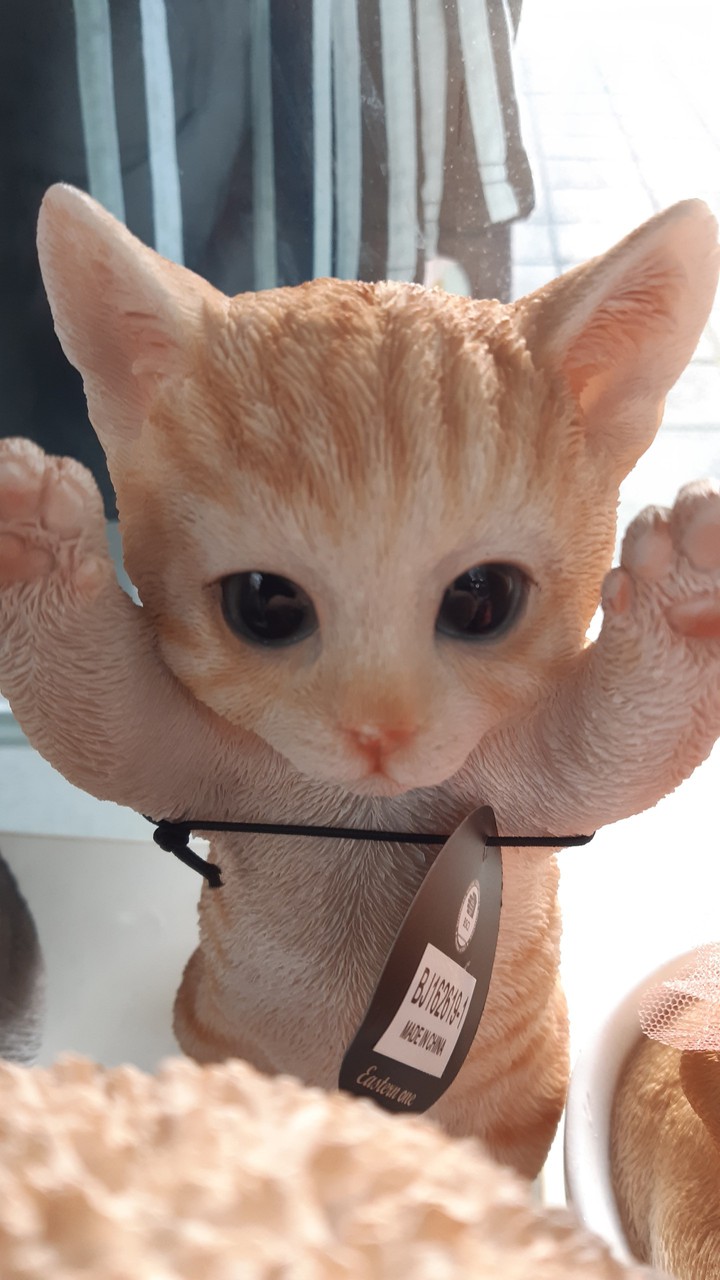 고냥이 대고까여