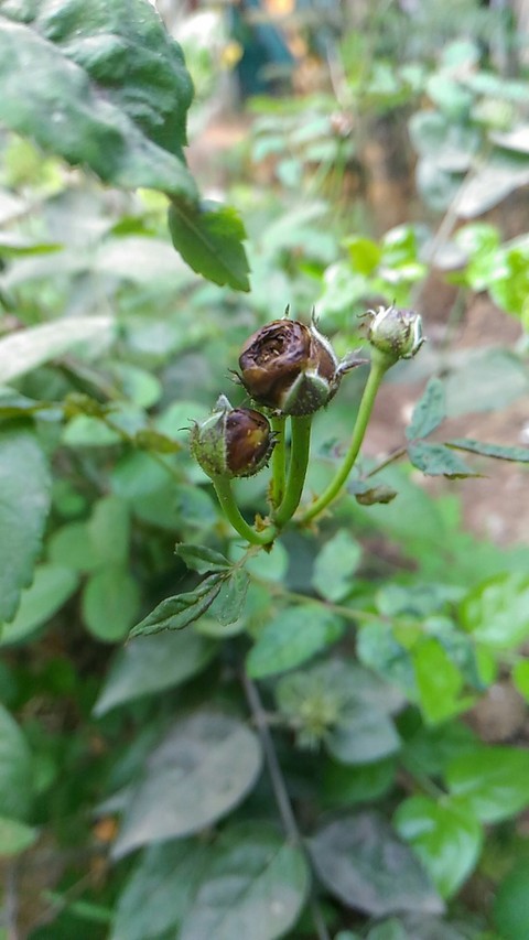 black rose buds