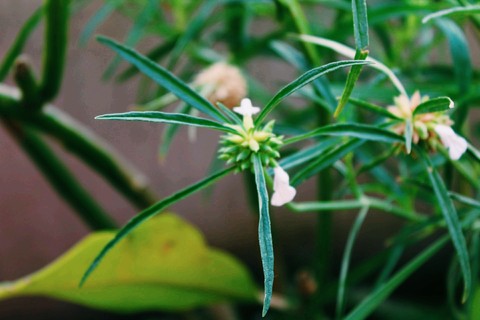 plant