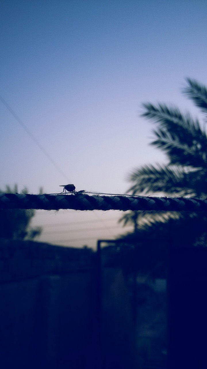 fly
