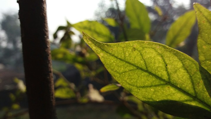 Shinning With Sun