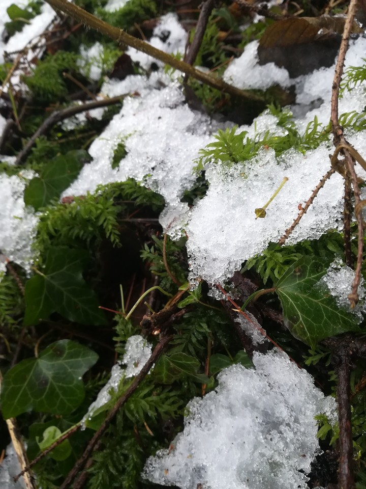 Snow