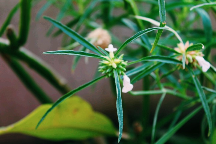 plant