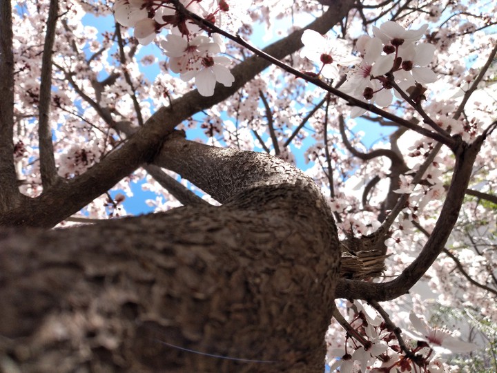 spring ?
