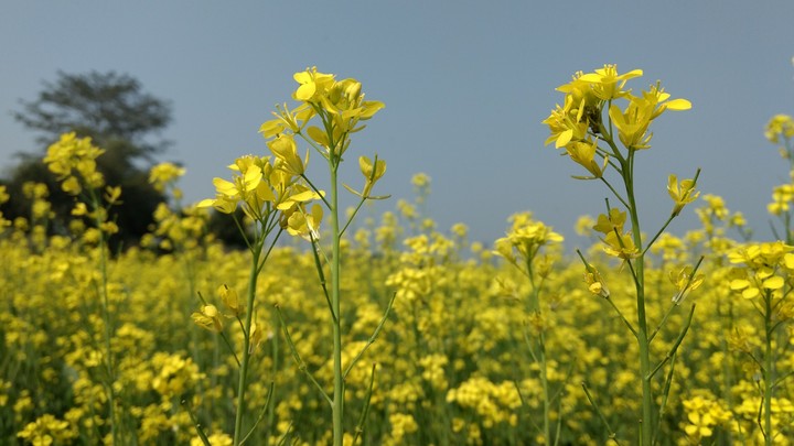 Hello Yellow