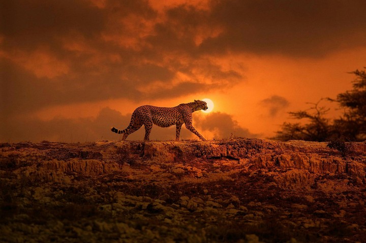 wild cheetah at hunt