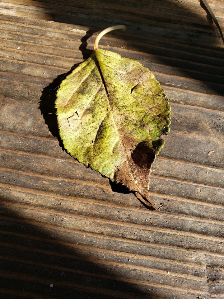autumn