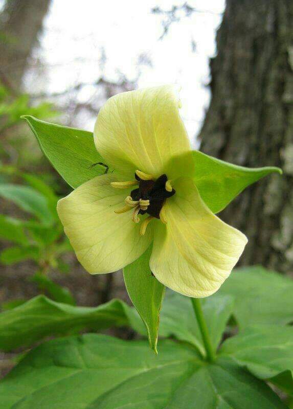 Incredible Nature